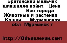 Британский мальчик шиншилла-пойнт › Цена ­ 5 000 - Все города Животные и растения » Кошки   . Мурманская обл.,Мурманск г.